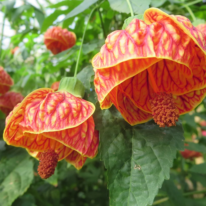 Abutilon 'Red Tiger' (Abutilon hybrid) - Image 2