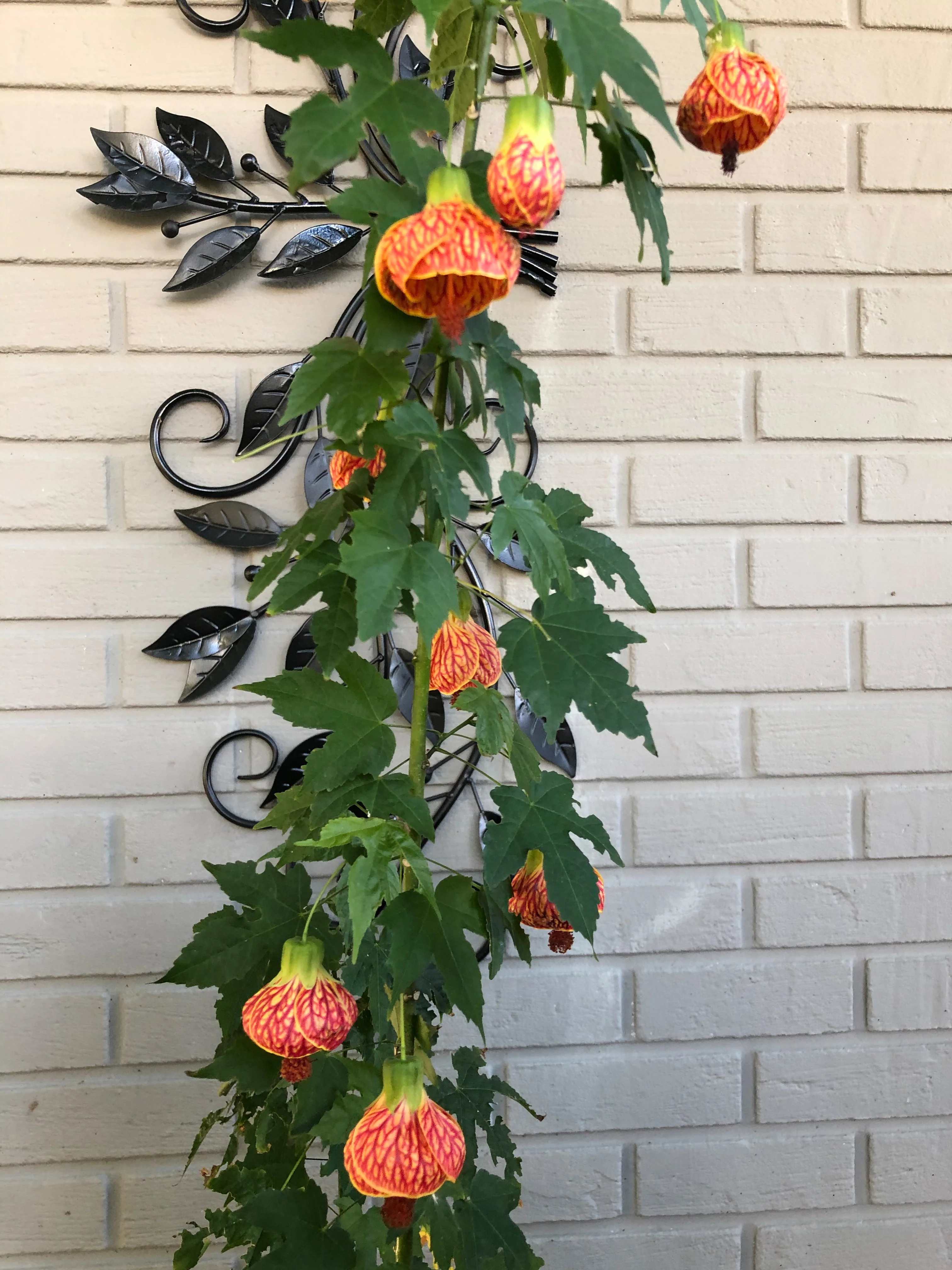 Abutilon 'Red Tiger' (Abutilon hybrid) - Image 3