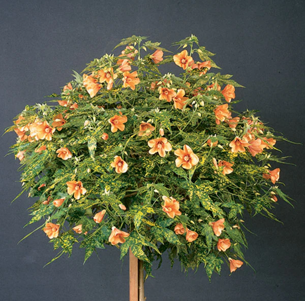 Abutilon 'Thompsonii' (Abutilon pictum)