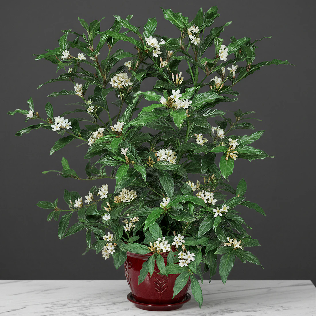 African Gardenia (Mitriostigma axillare)