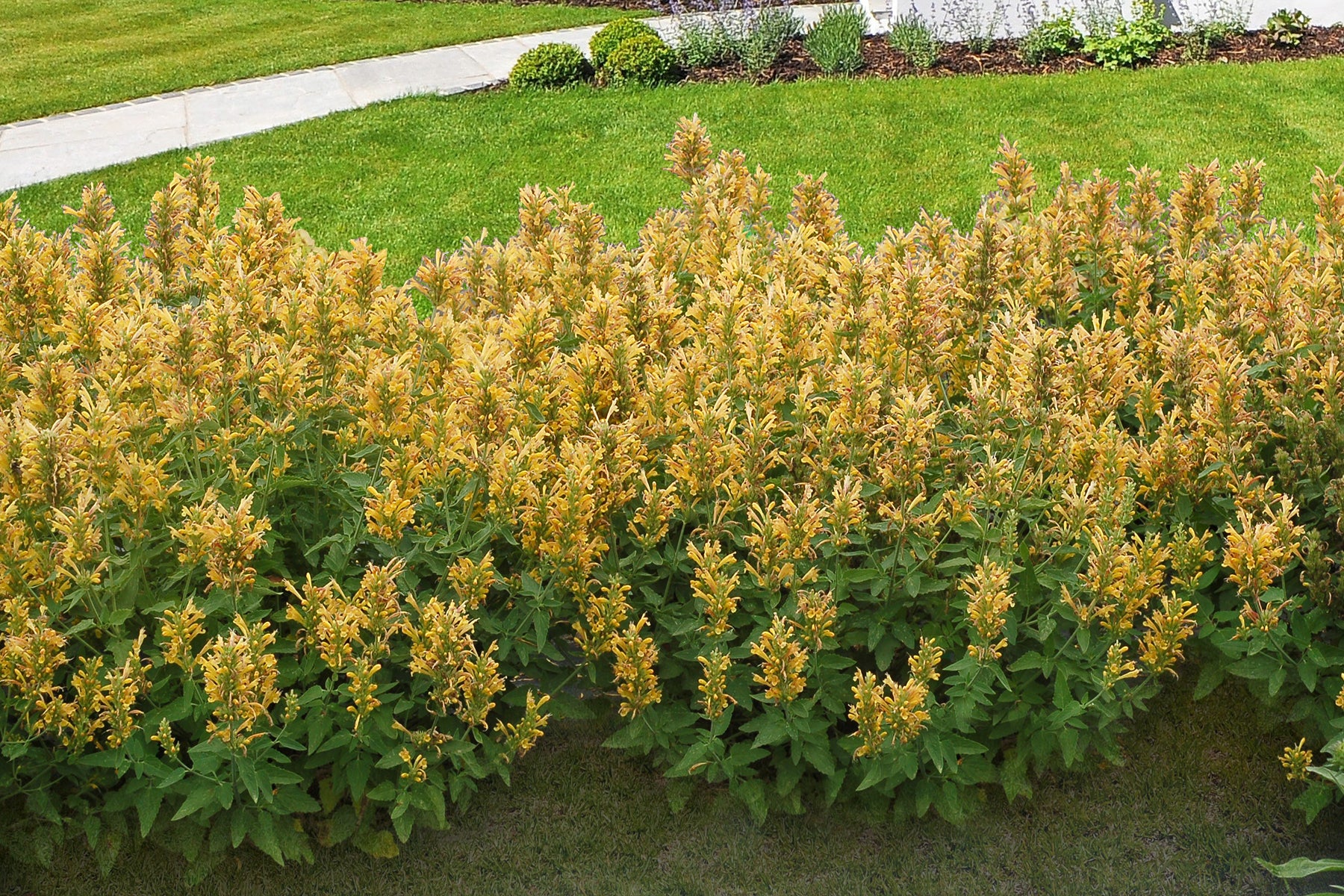 Agastache Poquito™ ‘Butter Yellow’ PPAF (Agastache hybrid) - Image 2