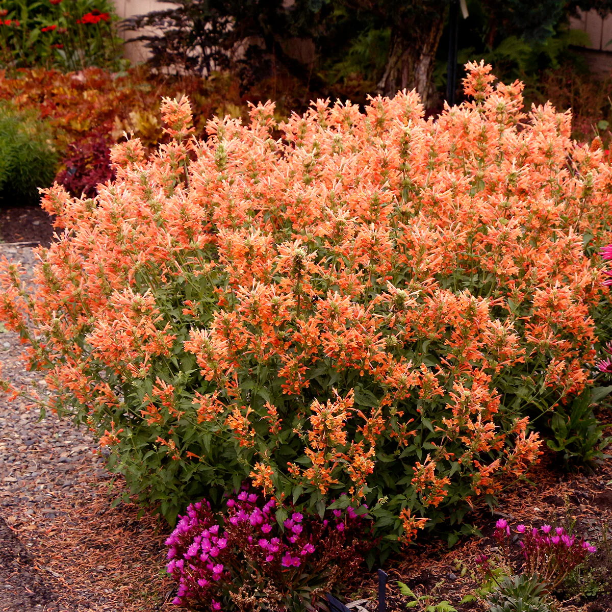 Agastache Poquito® Orange PP (Agastache hybrid)