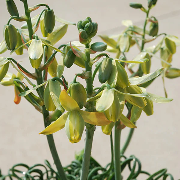 Albuca ‘Frizzle Sizzle’ (Albuca spiralis) - Image 2