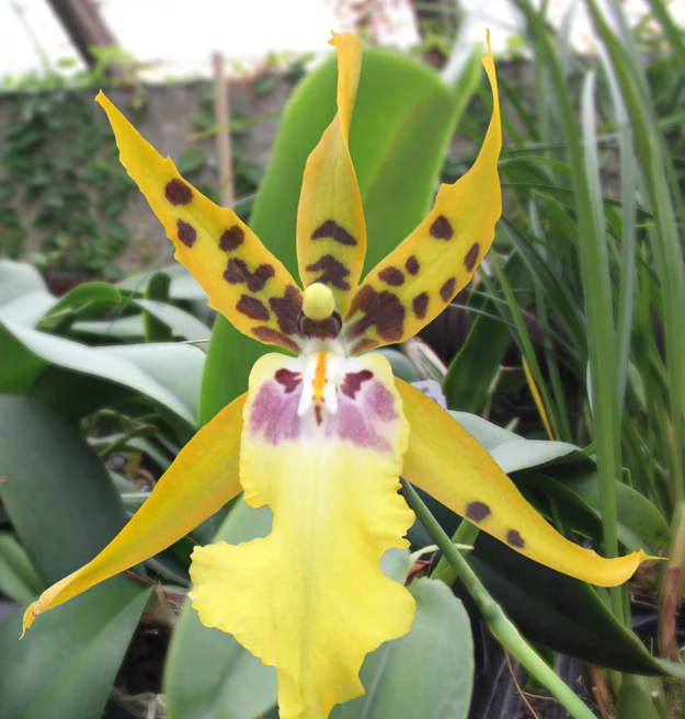 Alcra Orchid Pacific Nova ‘Butter Buds’ (Brassia x Miltonia x Oncidium hybrid)
