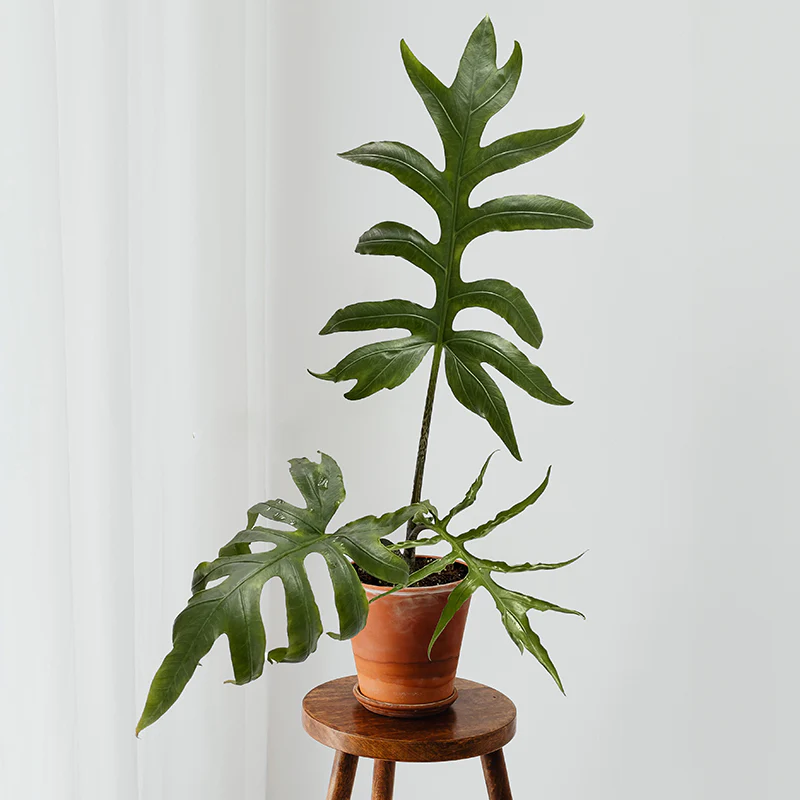 Alocasia brancifolia (Alocasia brancifolia)