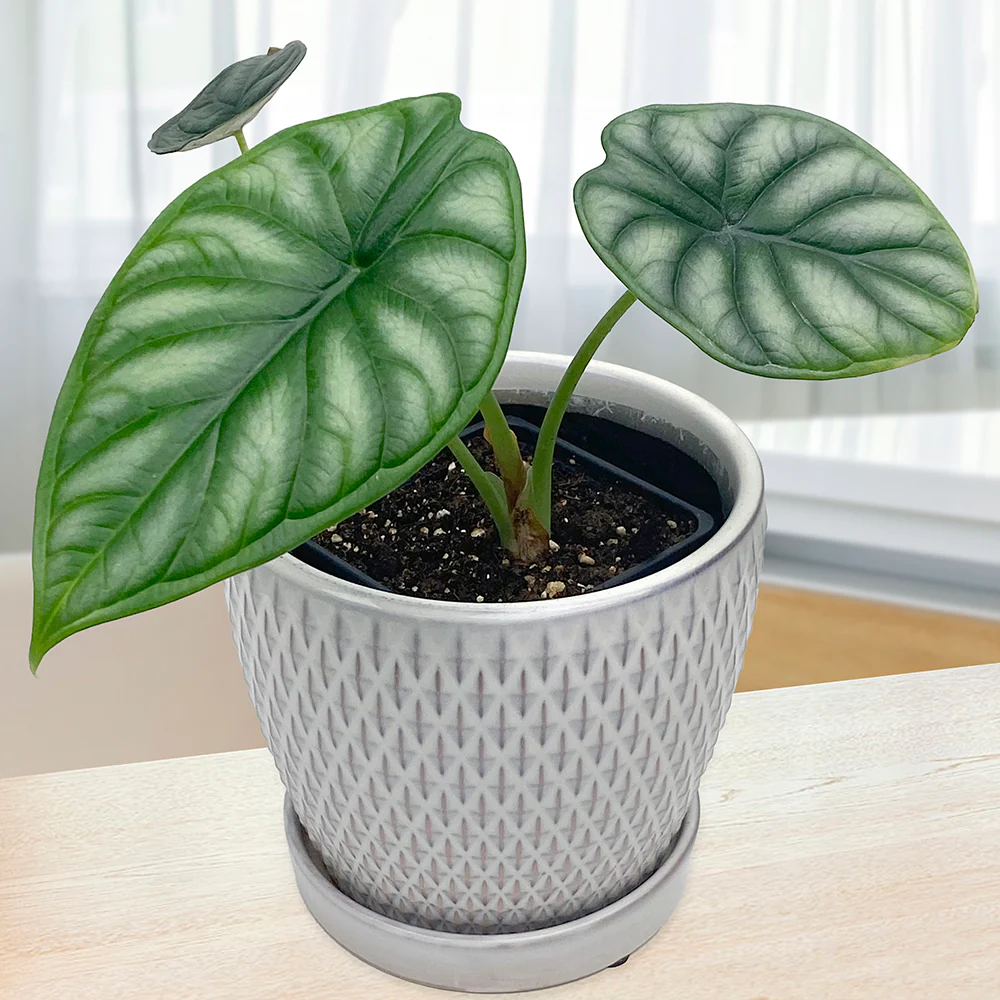 Alocasia ‘Dragon Scale’ (Alocasia baginda)