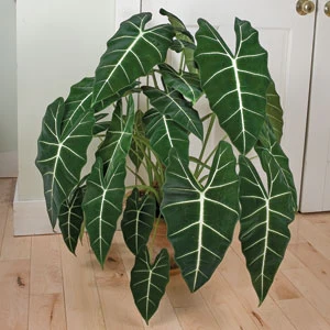 Alocasia ‘Frydek’ (Alocasia hybrid) - Image 2