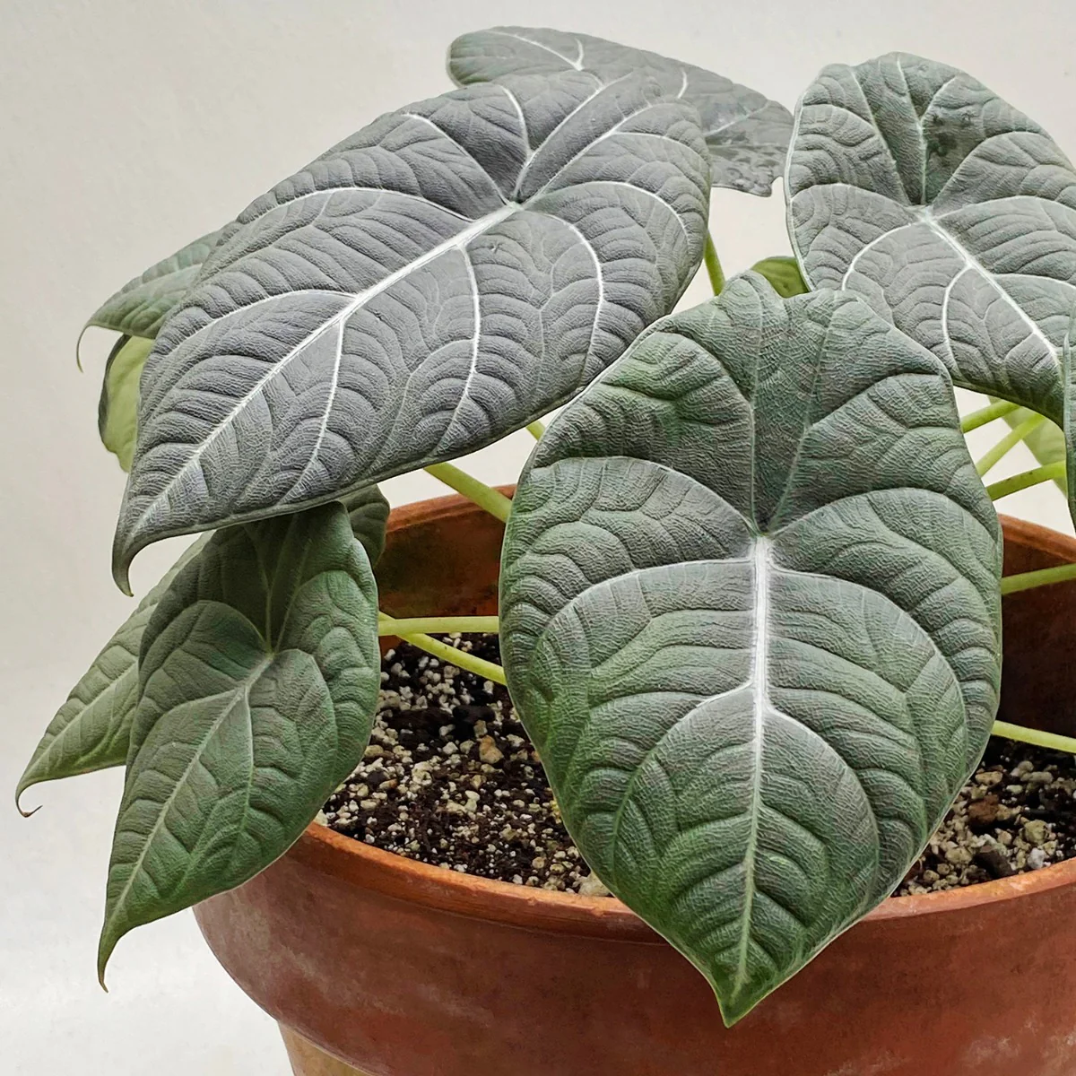 Alocasia ‘Maharani’ (Alocasia hybrid)