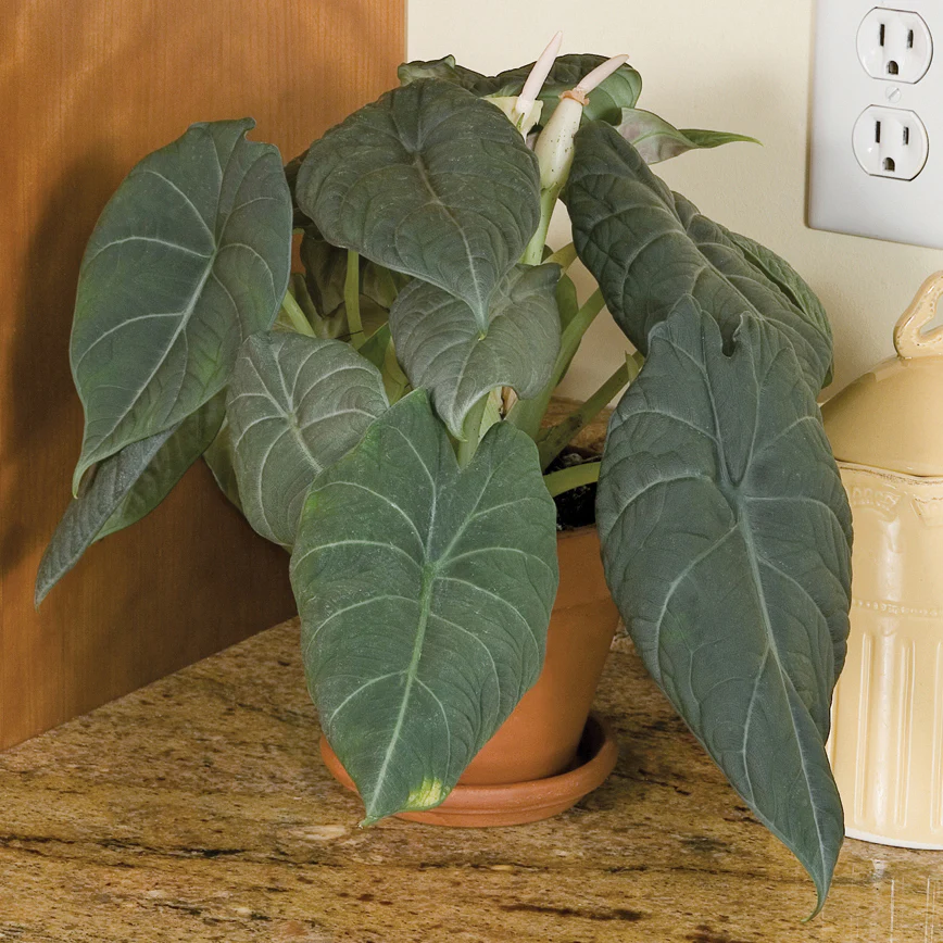 Alocasia ‘Maharani’ (Alocasia hybrid) - Image 2