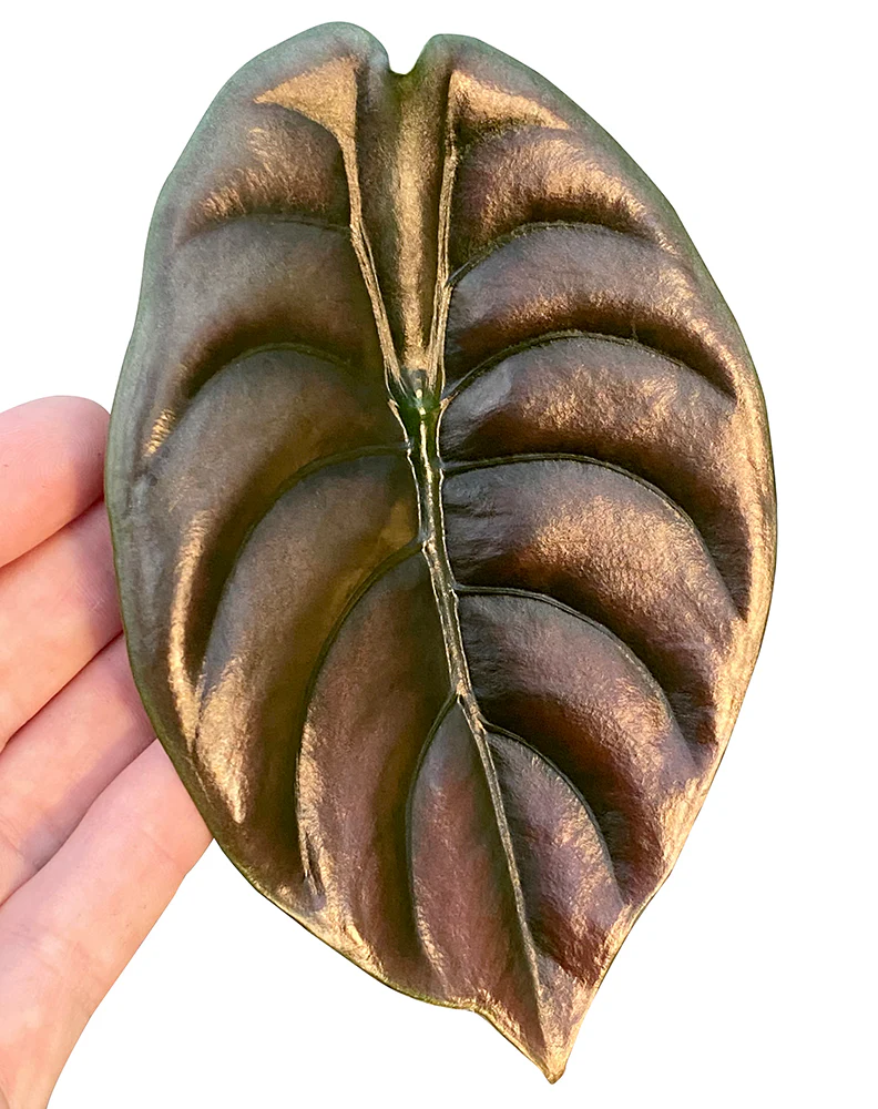 Alocasia ‘Red Secret’ (Alocasia cuprea) - Image 2