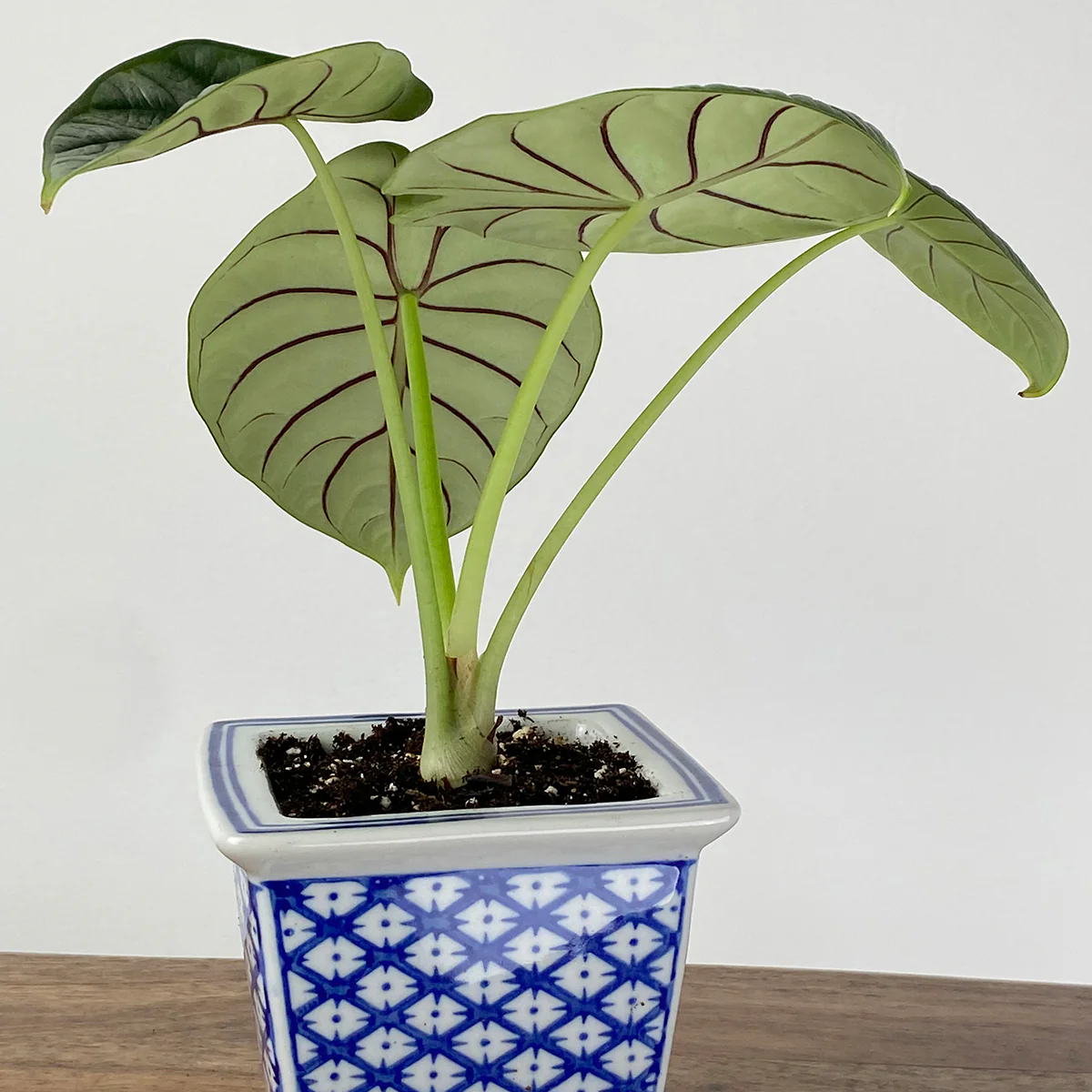 Alocasia ‘Silver Dragon’ (Alocasia baginda) - Image 2