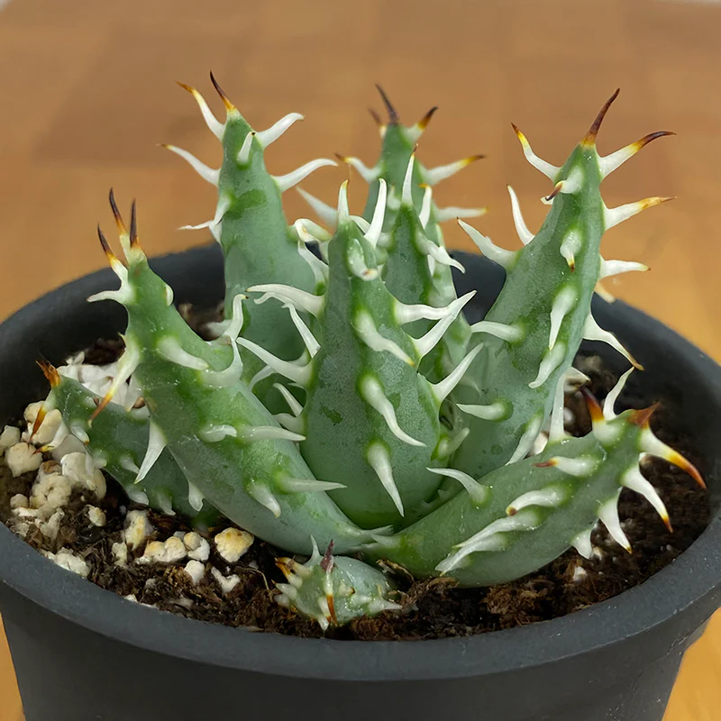 Aloe erinacea (Aloe erinacea)