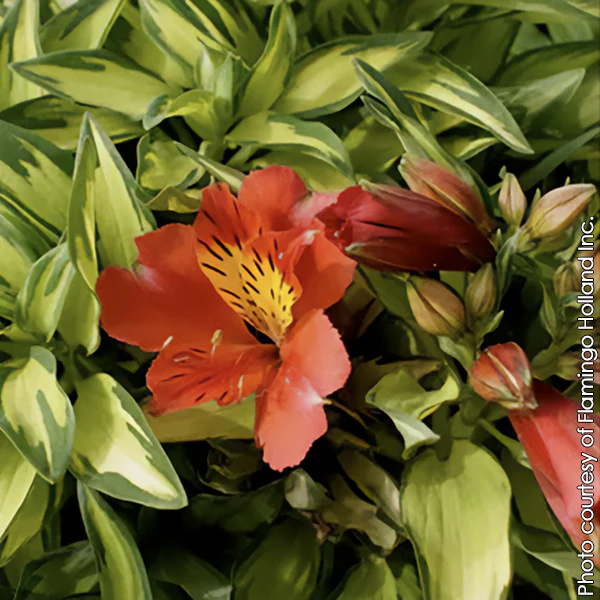 Alstroemeria ‘Little Miss Zoe’ PP (Alstroemeria hybrid)