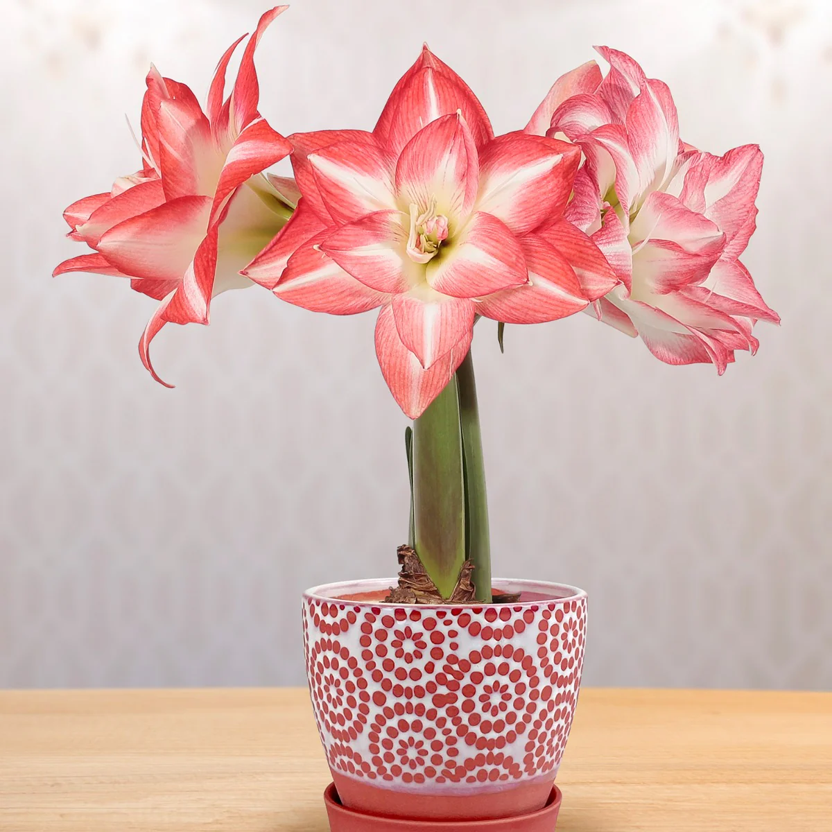 Amaryllis ‘Blossom Peacock’ (Hippeastrum hybrid)