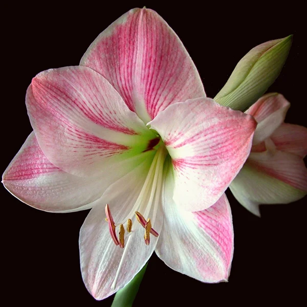 Amaryllis ‘Gervase’ (Hippeastrum hybrid) - Image 2