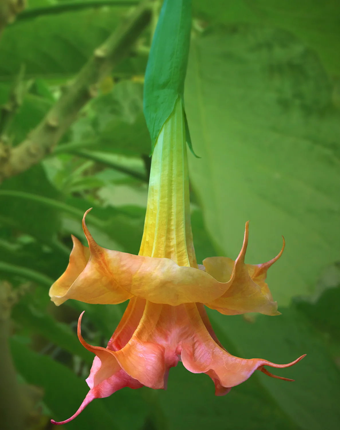 Angel’s Trumpet ‘Angel’s Coral Sunset’ (Brugmansia hybrid)