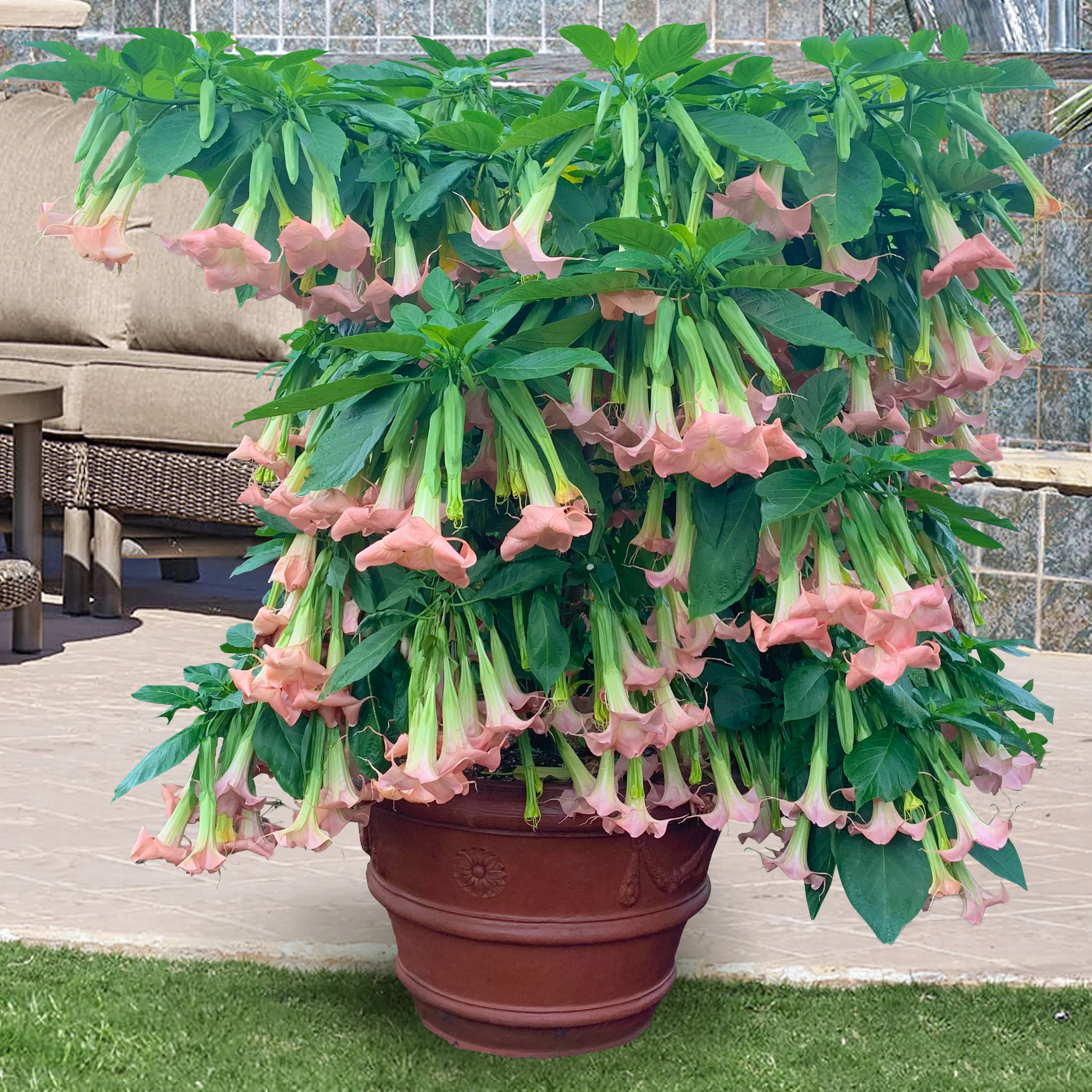 Angel’s Trumpet ‘Angel’s Pink Profusion’ (Brugmansia hybrid)