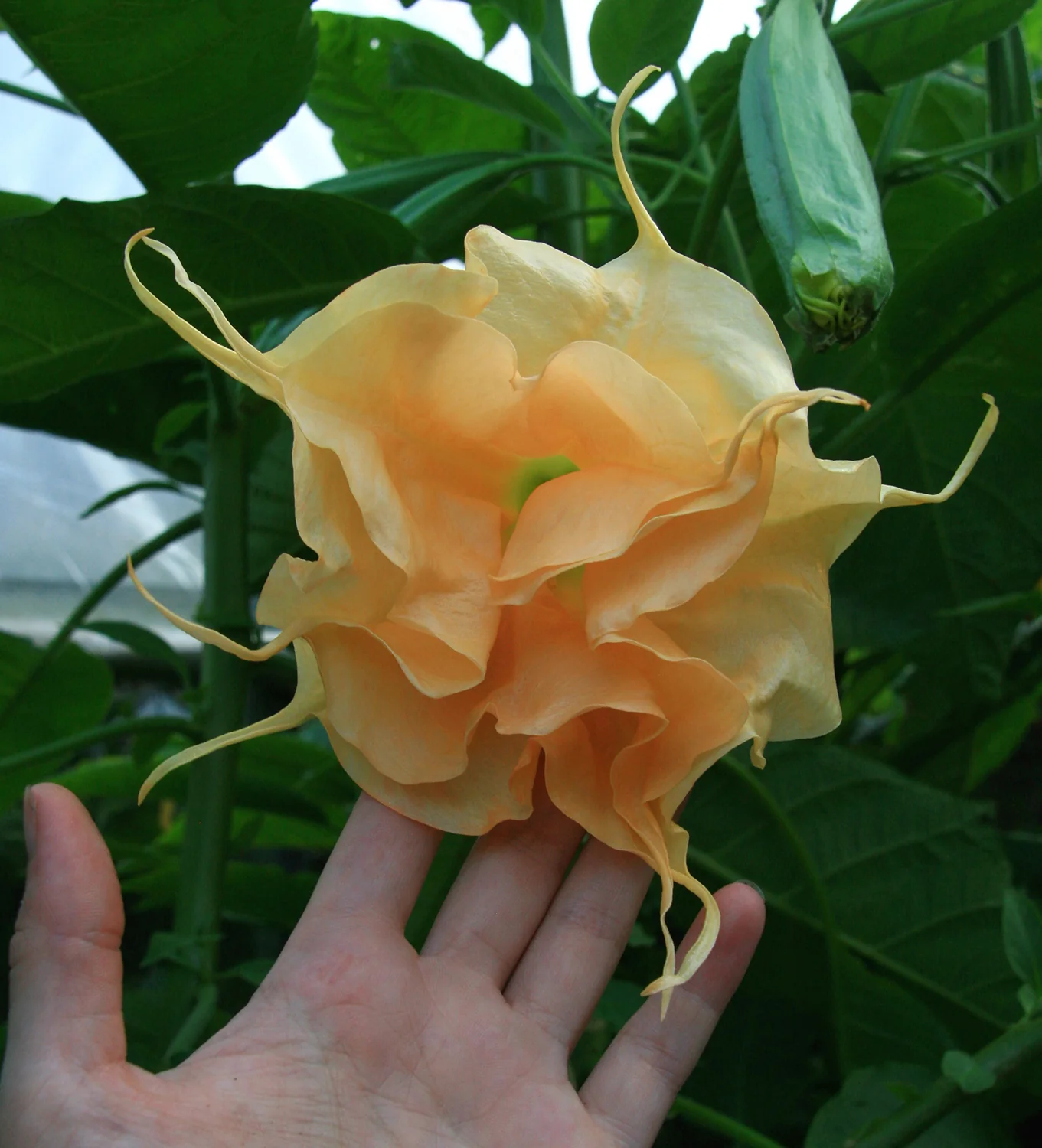 Angel’s Trumpet ‘Orange Marmalade’ (Brugmansia hybrid) - Image 3