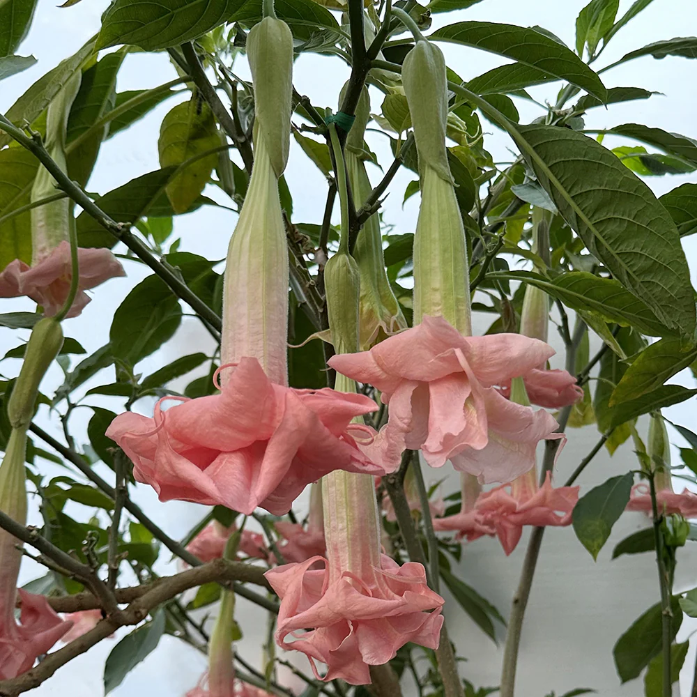 Angel’s Trumpet ‘Pinkie’s Wish’ (Brugmansia hybrid)