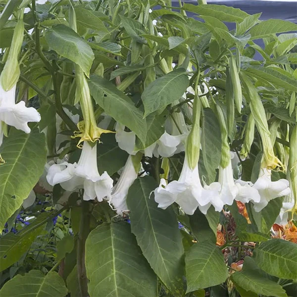 Angel’s Trumpet ‘Shirley Temple’ (Brugmansia hybrid) - Image 2