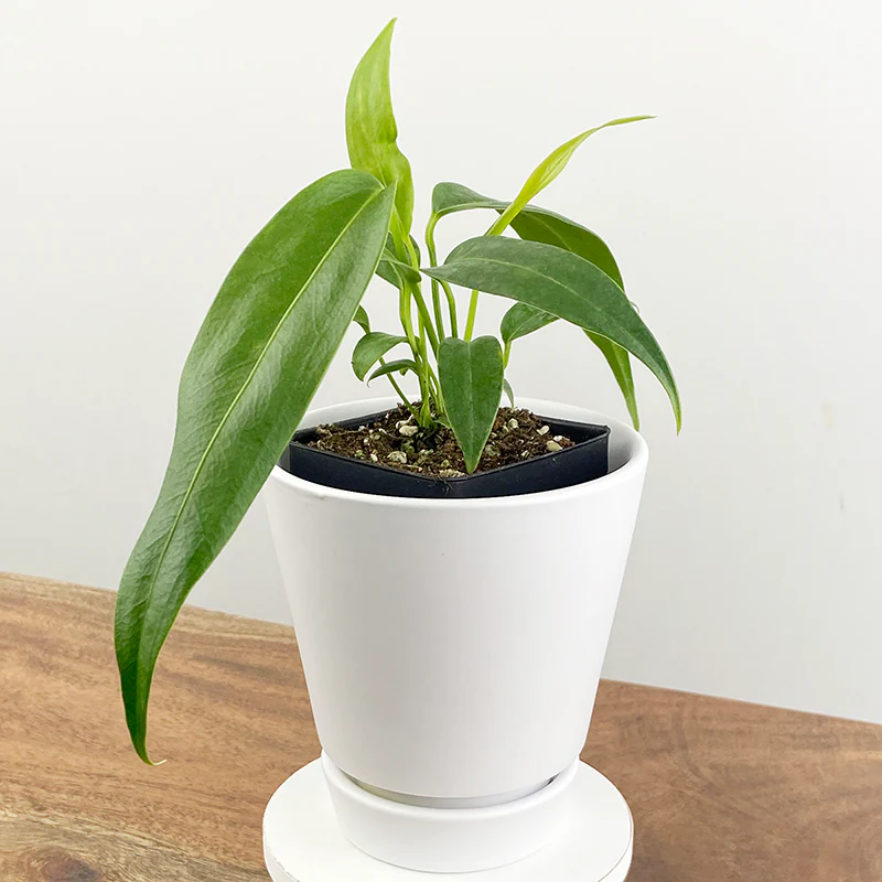 Anthurium wendlingeri (Anthurium wendlingeri) - Image 3