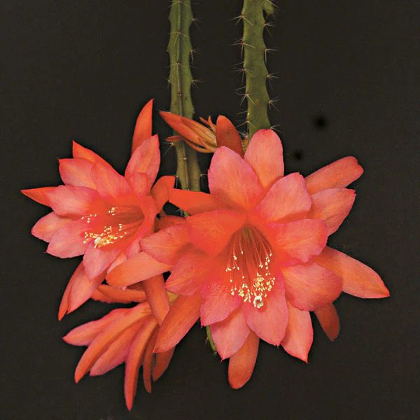 Aporophyllum 'Edna Bellamy' (Aporophyllum hybrid)