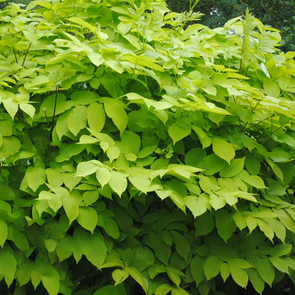 Aralia ‘Sun King’ (Aralia cordata)