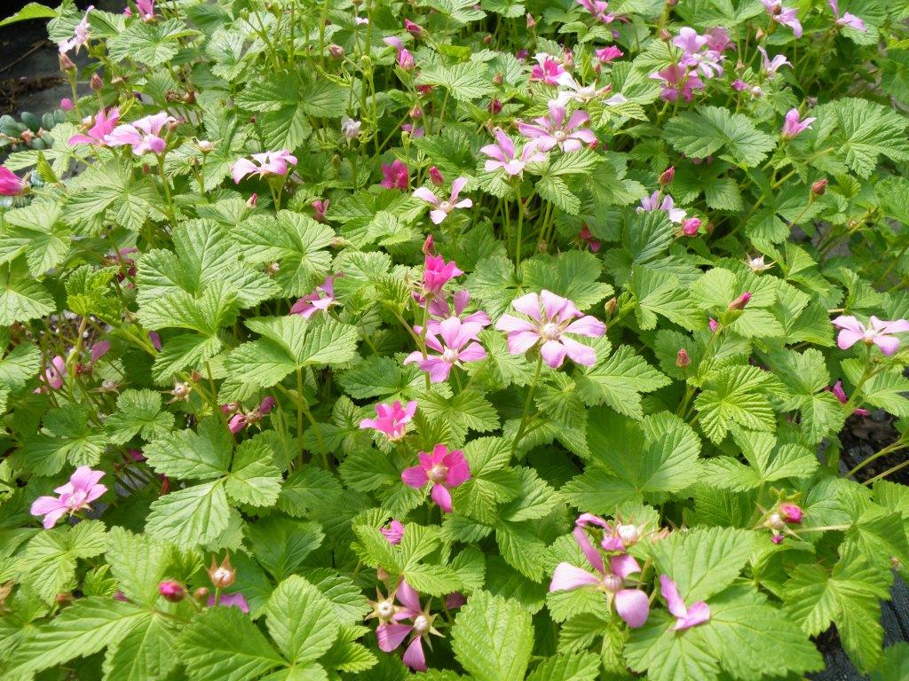 Arctic Raspberry Plant Set ‘Beta’ & ‘Sophia’ (Rubus arcticus x stellarcticus) - Image 3