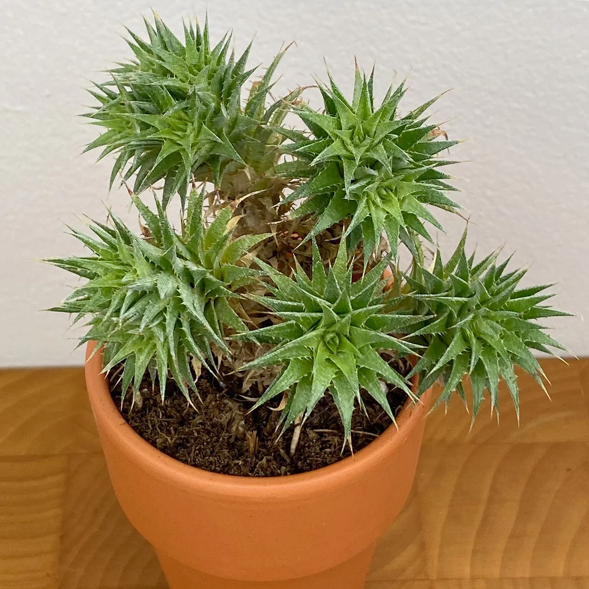 Argentine Ball (Deuterocohnia brevifolia) - Image 2