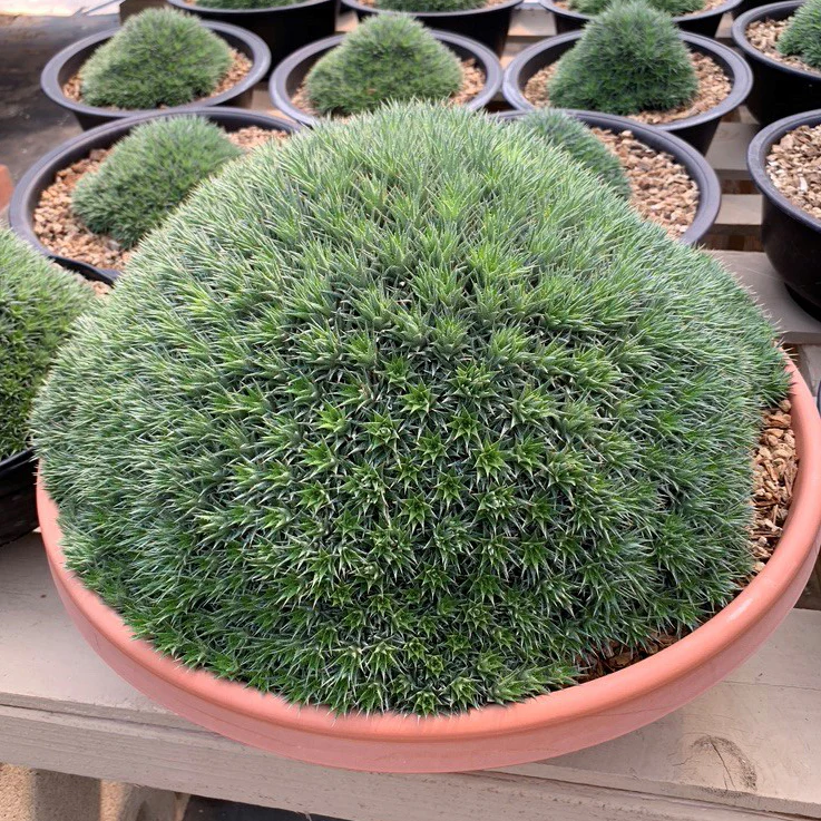 Argentine Ball (Deuterocohnia brevifolia) - Image 3