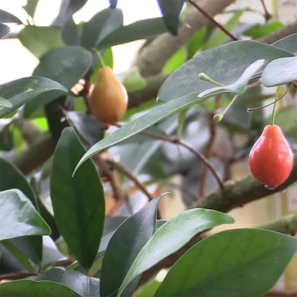 Australian Beach Cherry Tree (Eugenia reinwardtiana) - Image 2