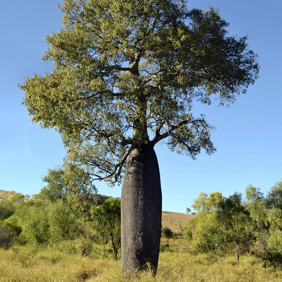 Australian Bottle Tree (Brachychiton rupestris) - Image 2