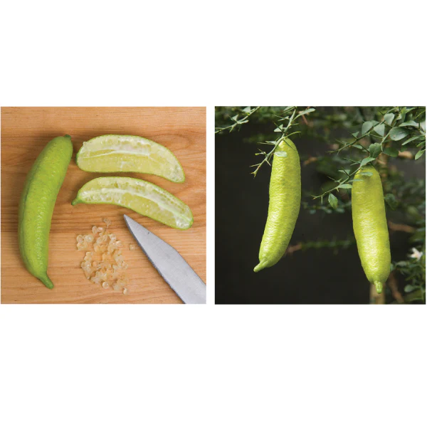Australian Finger Lime Tree (Citrus australasica) - Image 2