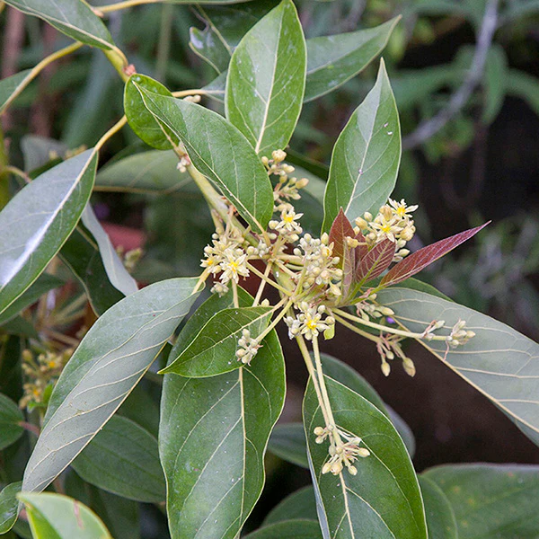 Avocado Tree ‘Day’ (Persea americana) - Image 2