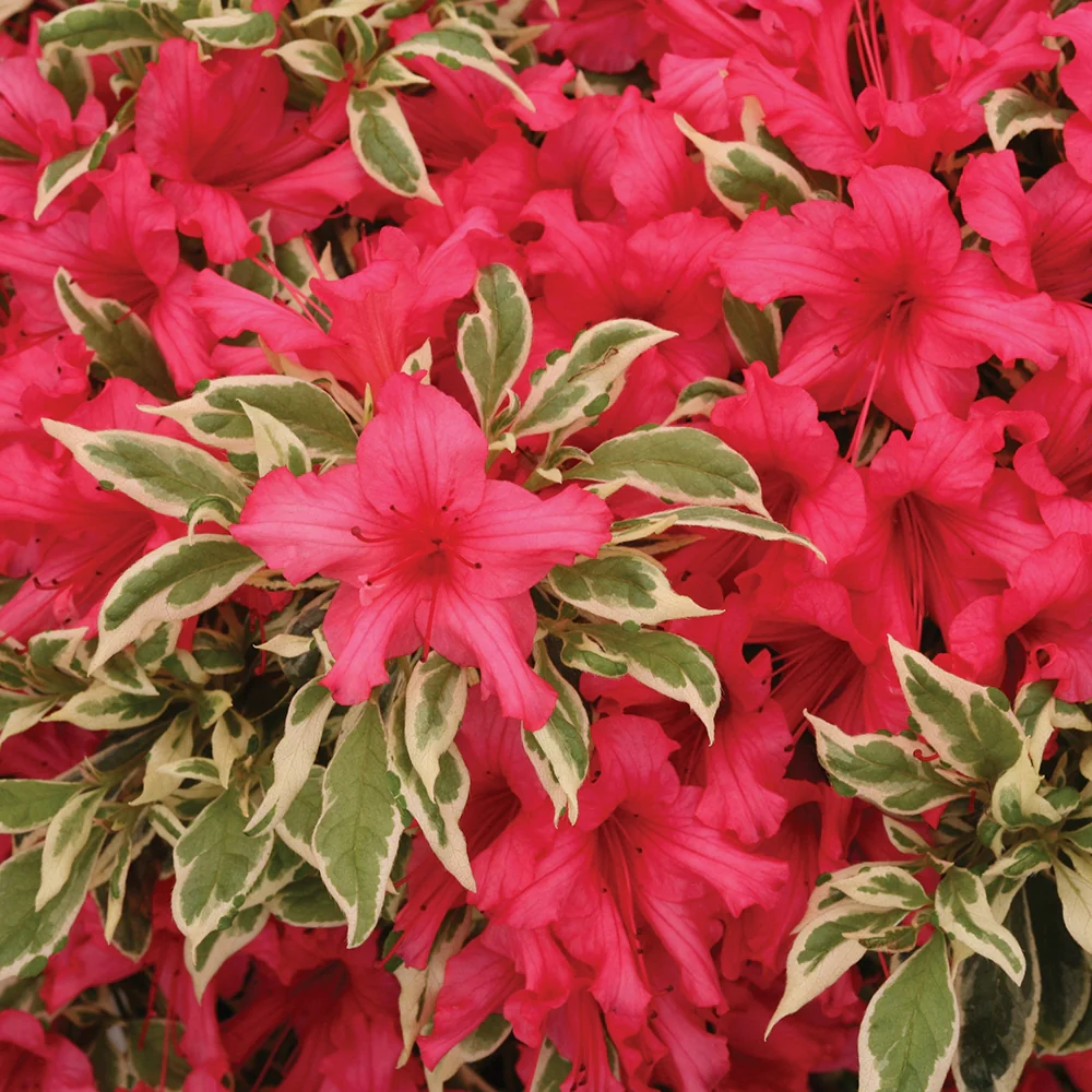 Azalea ‘Bollywood’ PP (Rhododendron hybrid) - Image 2