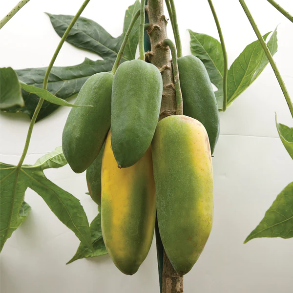 Babaco Papaya Plant (Vasconcellea × heilbornii) - Image 2
