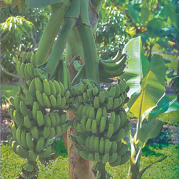 Banana Plant ‘Double Mahoi’ (Musa hybrid) - Image 2
