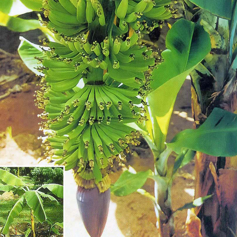 Banana Plant ‘Dwarf Cavendish’ (Musa acuminata)