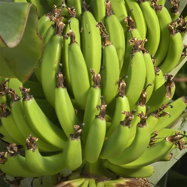 Banana Plant ‘Dwarf Iholena’ (Musa hybrid) - Image 2