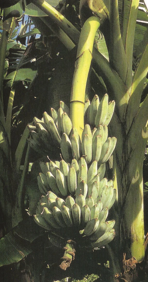 Banana Plant ‘Ice Cream’ (Musa acuminata ‘Blue Java’) - Image 2