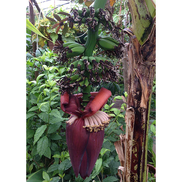 Banana Plant ‘Veinte Cohol’ (Musa hybrid) - Image 2