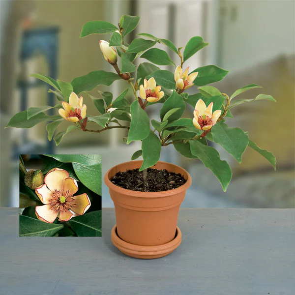 Banana Shrub (Magnolia figo)
