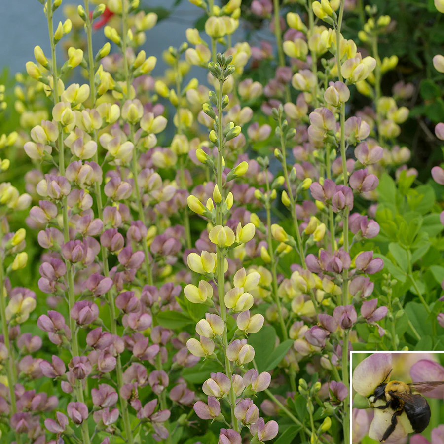 Baptisia ‘Aurora’ PP (Baptisia hybrid)