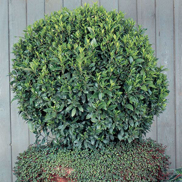 Bay Leaf Plant (Laurus nobilis)