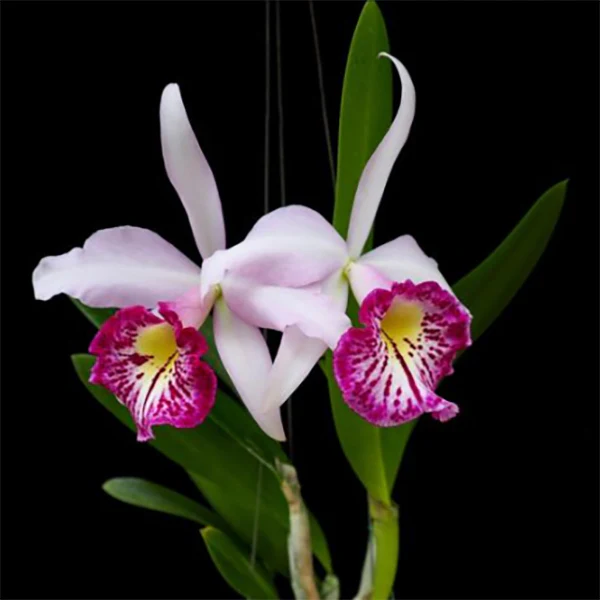 Bc. Orchid Taiwan Big Lip ‘Ta-Hsin’ (Brassavola x Cattleya)