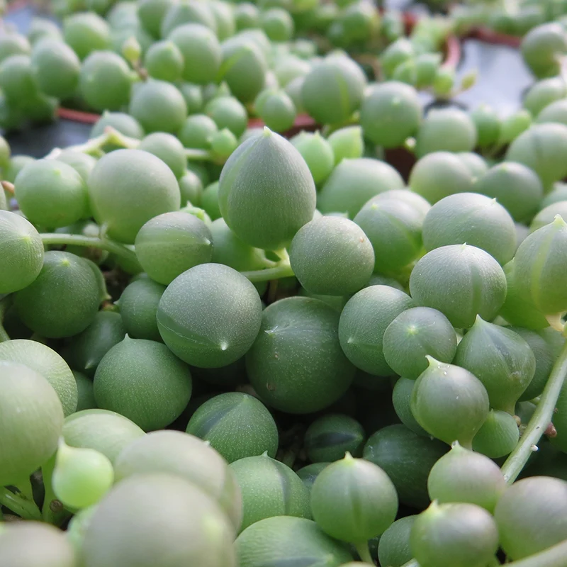 Bead Plant (Senecio rowleyanus) - Image 2