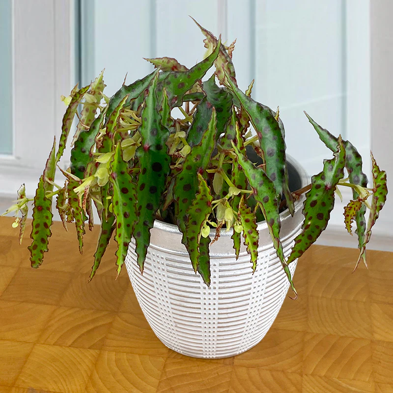 Begonia amphioxus (Begonia amphioxus)