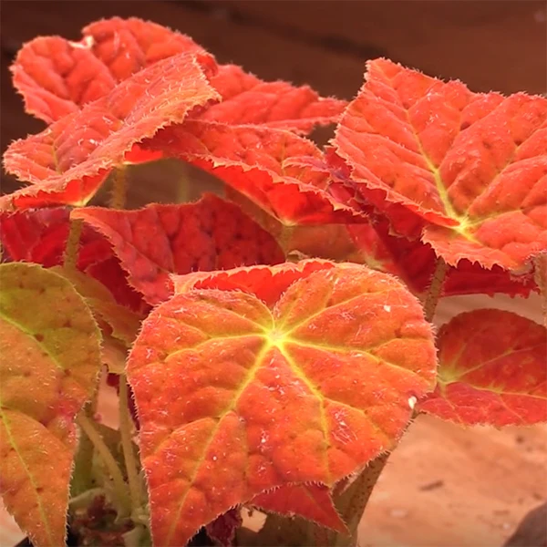 Begonia ‘Autumn Ember’ PPAF (Begonia rhizomatous hybrid) - Image 2
