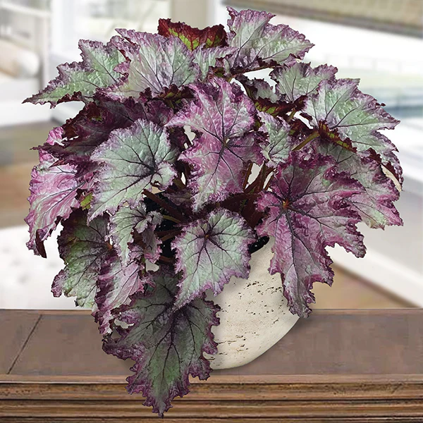 Begonia ‘Avatar’ (Begonia rex hybrid)