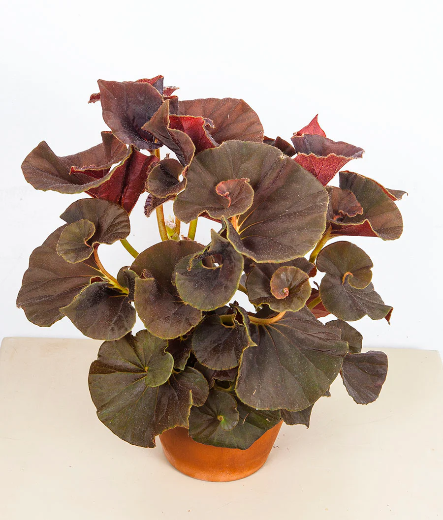 Begonia ‘Chocolate Swirl’ (Begonia rhizomatous hybrid)